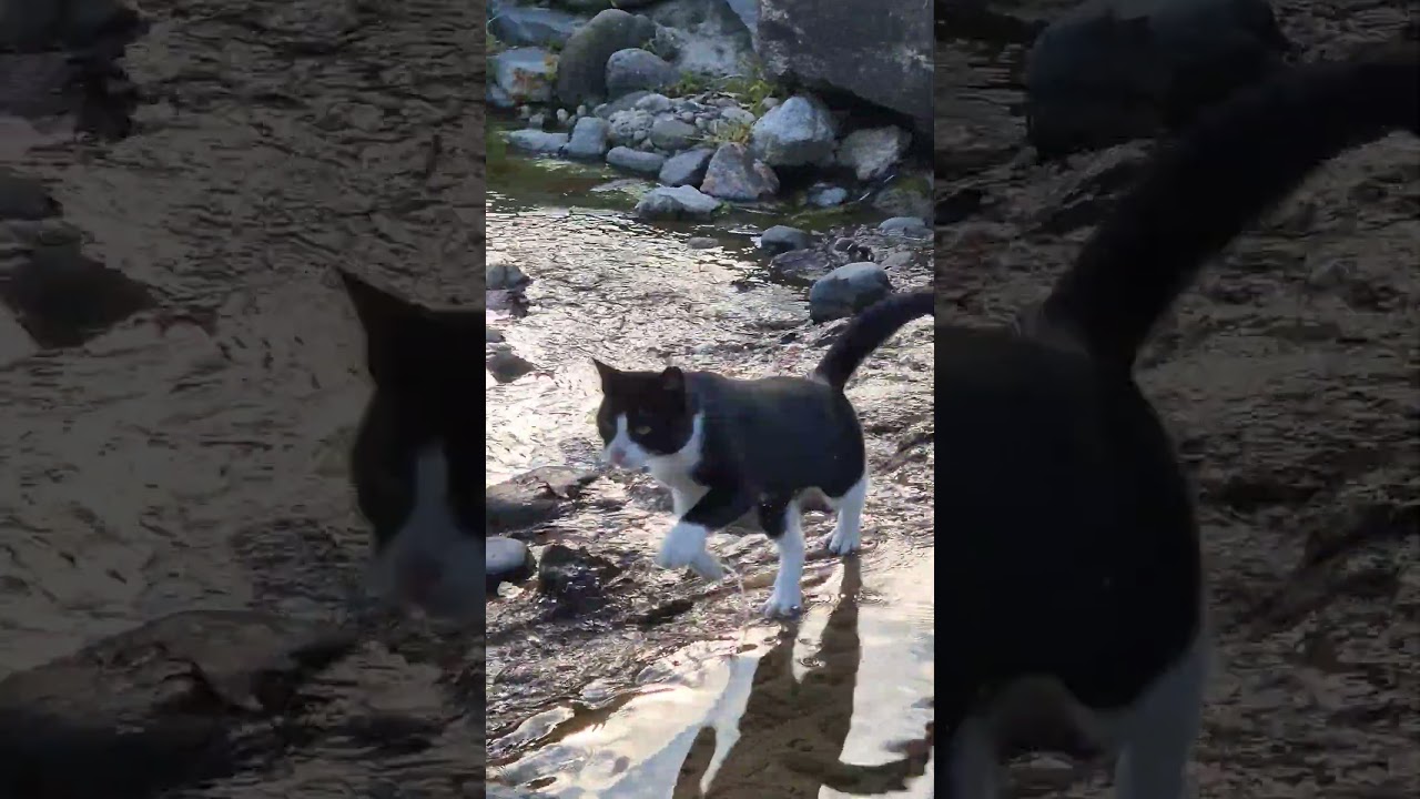 Cute tuxedo cat is coming 🐱🐈 #cat #cats #catlover