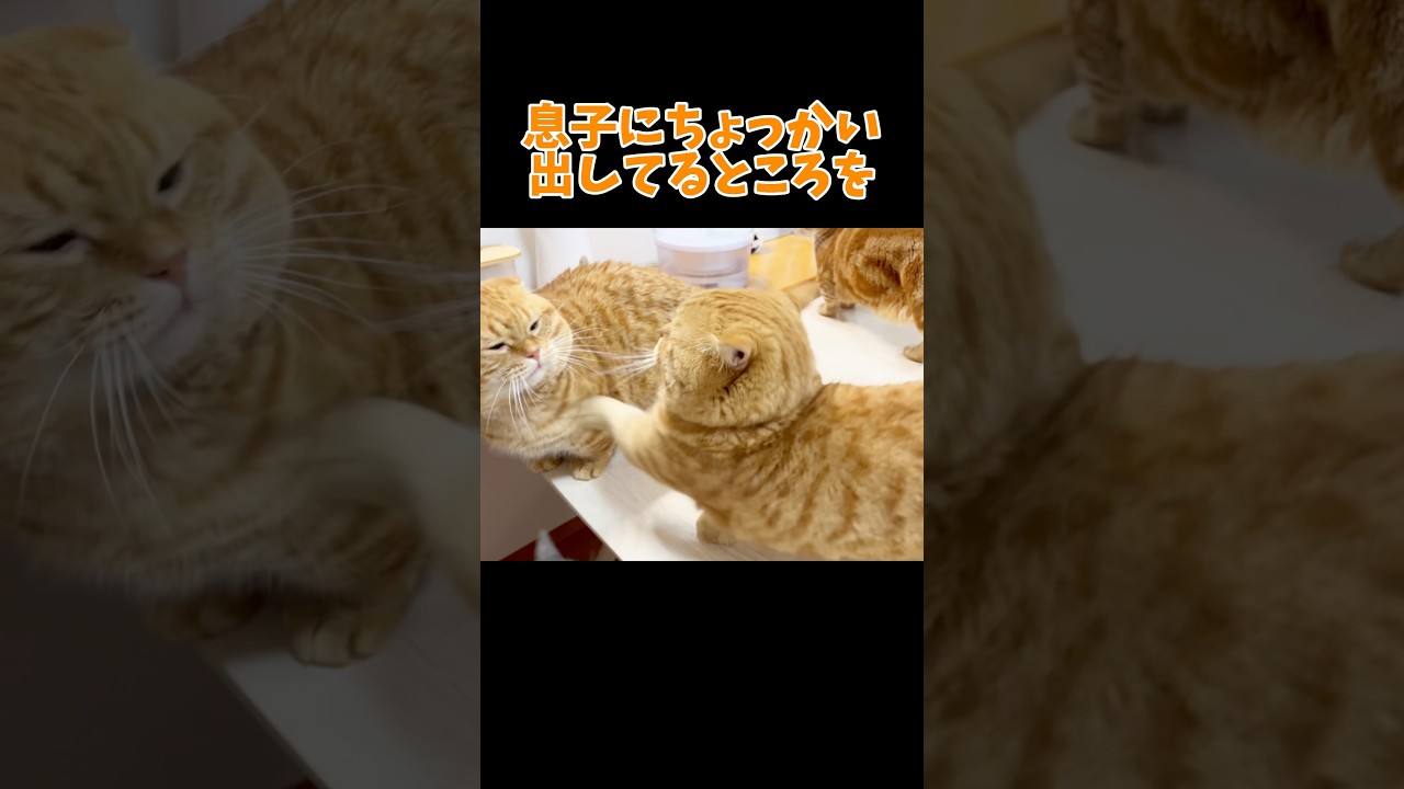 息子にちょっかい出してるところを妻に... #猫 #マンチカン #shorts
