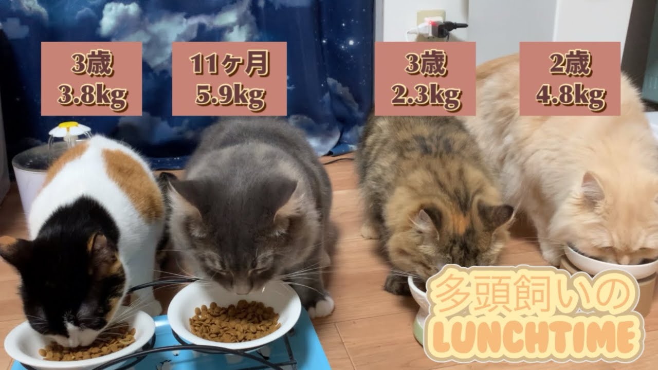 【#猫のいる暮らし 】多頭飼いのご飯タイム🍚