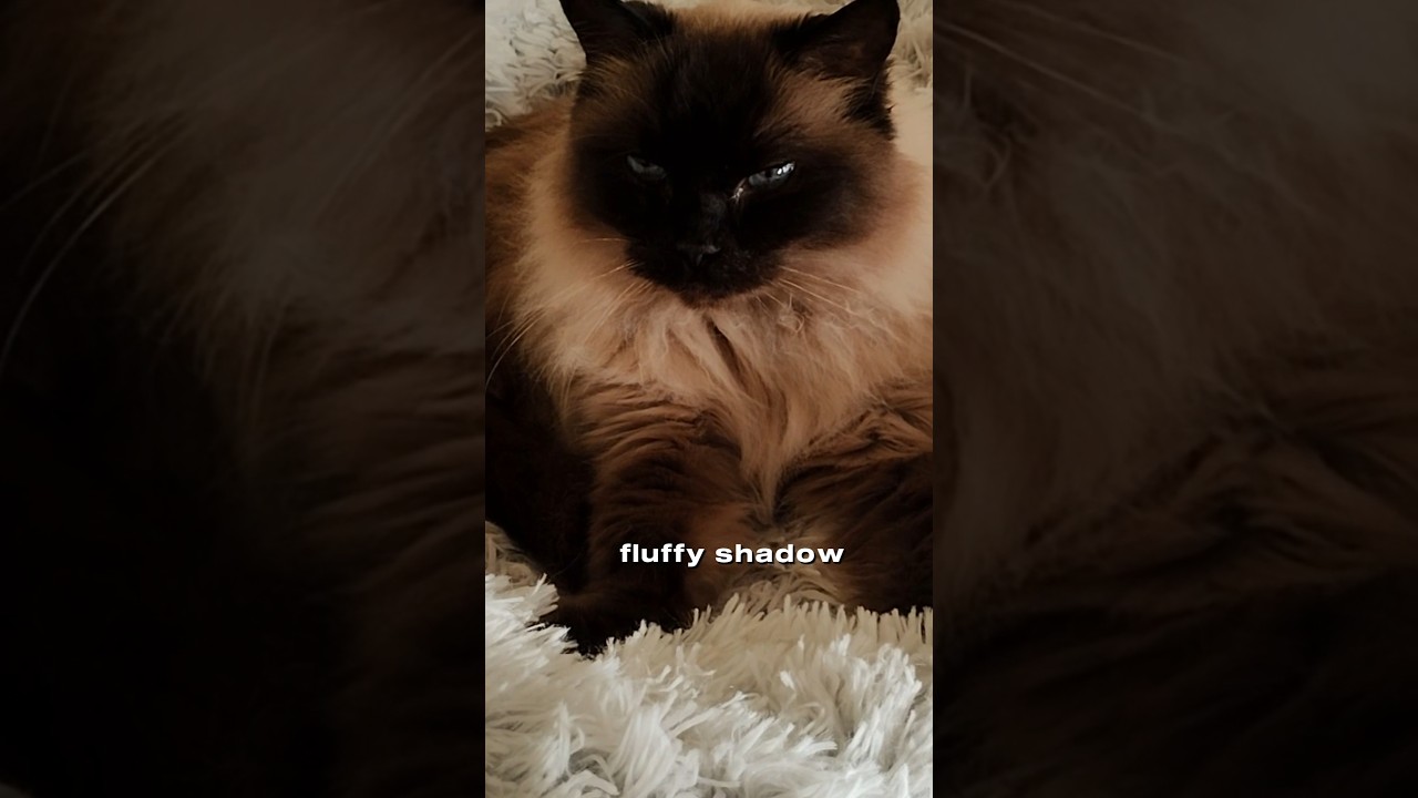 I'm your self appointed fluffy shadow! #funny #catmemes #ragdoll #funnycats