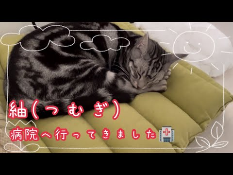 【猫動画】つむぎの体調に異変！病院🏥行ってきました#アメリカンショートヘア #猫の病院#猫の病気