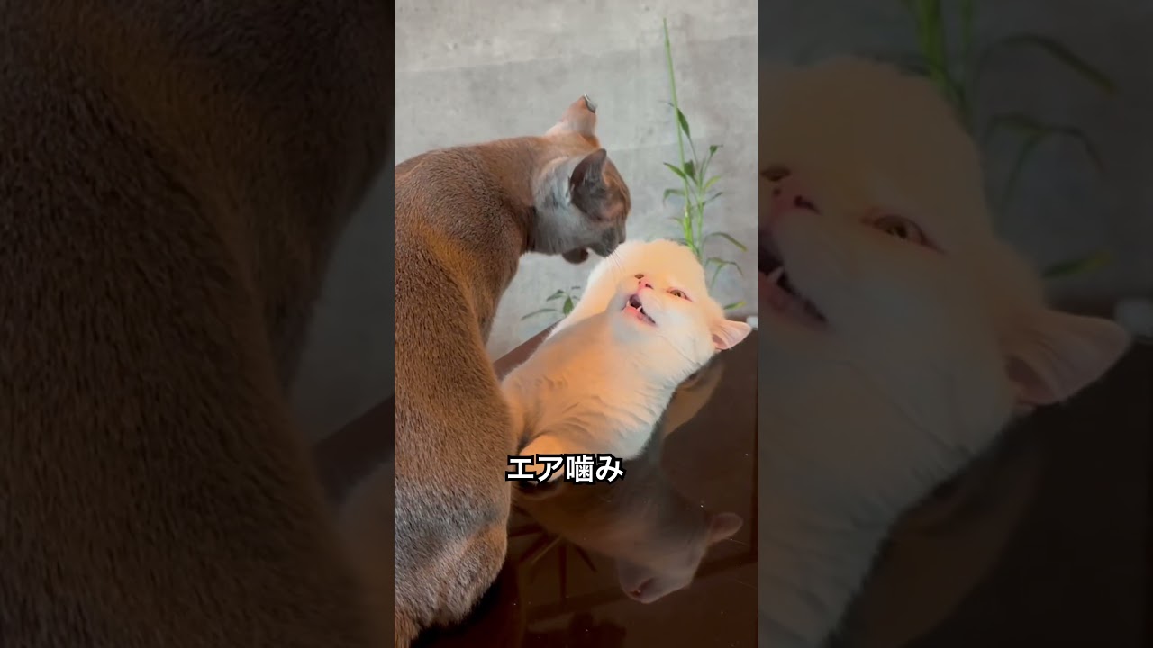 ロシアンブルー|兄猫の優しい威嚇にビビらない子猫|Russian Blue cat
