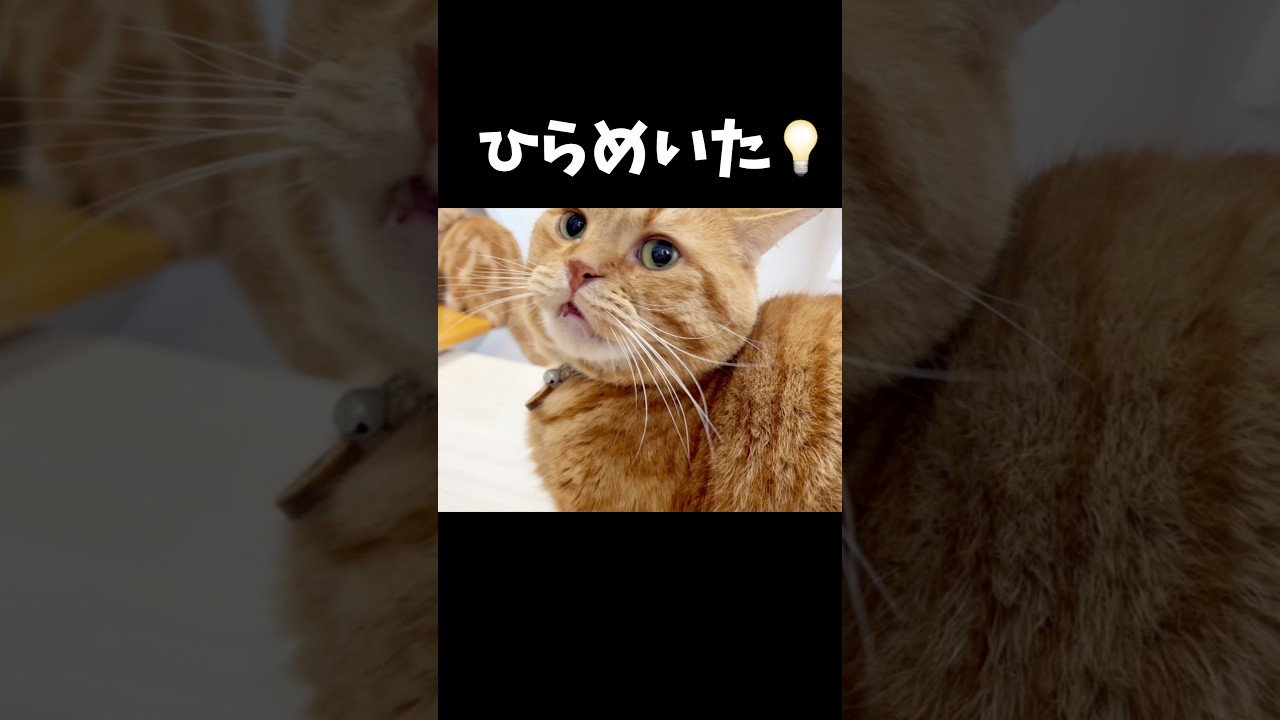 何か閃いた猫。 #猫 #マンチカン #shorts