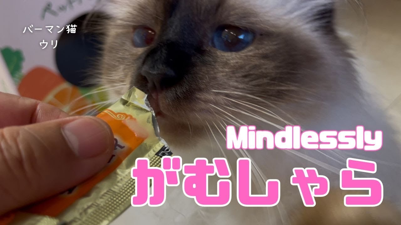 バーマン猫ガブとウリ【がむしゃら】Mindlessly（バーマン猫）Birman/Cat