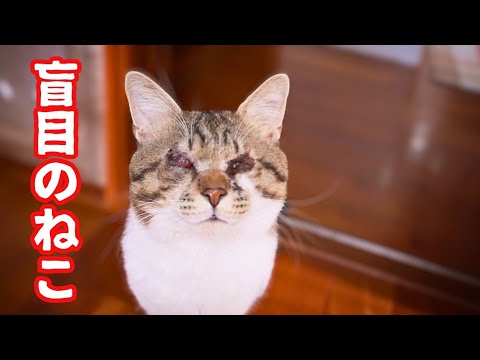 どうしても入りたいお部屋がある目の不自由なねこと猫たちを猫風邪が襲う