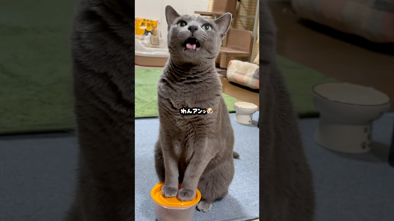 【ロシアンブルー】めろん〜今朝もわんわんおねだり🐶🤭【猫】#shorts