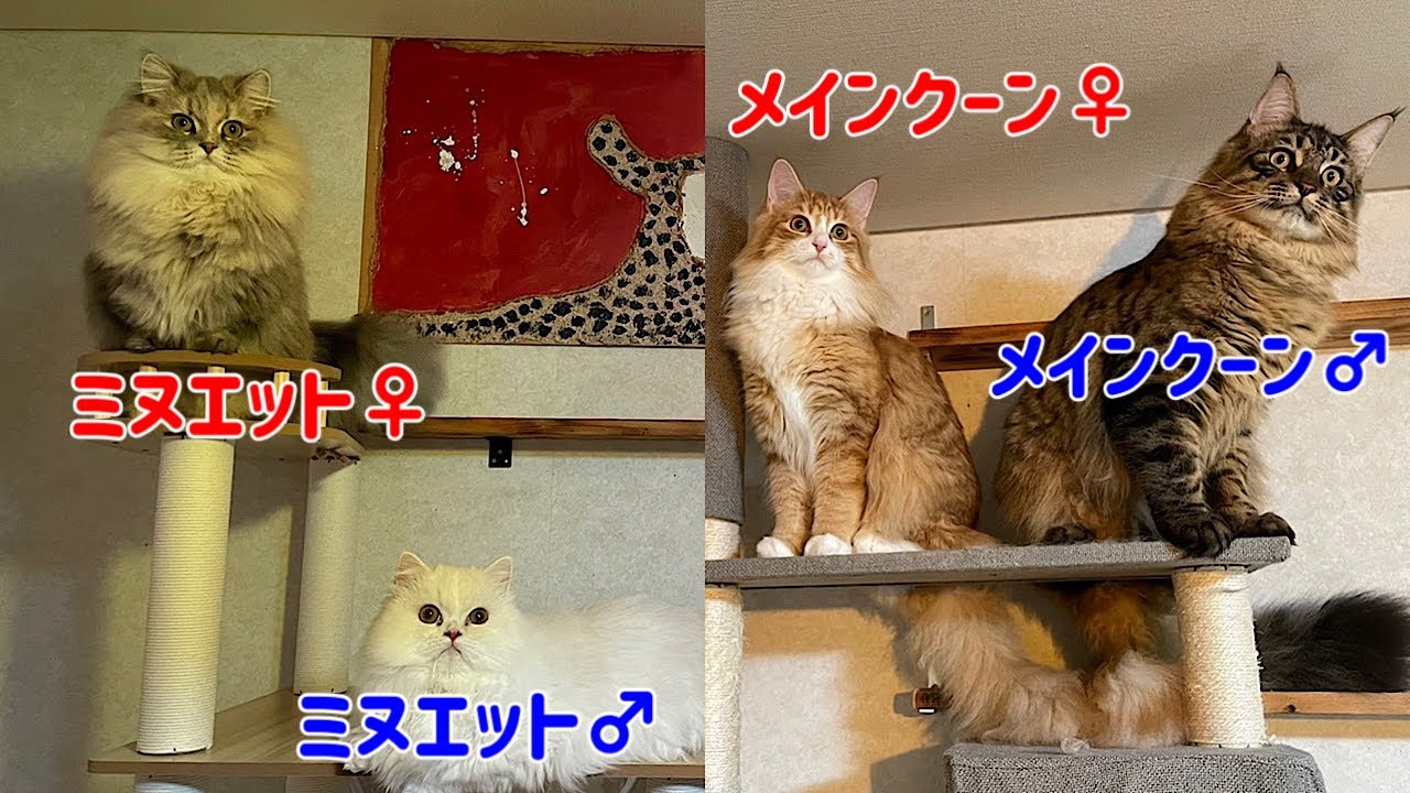 【里親募集】1歳未満のミヌエット（オス、メス）とメインクーン（メス、オス）