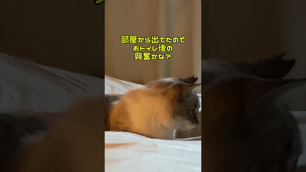 #cat #シャムmix #ねこ #シャムトラミックス #猫のいる暮らし