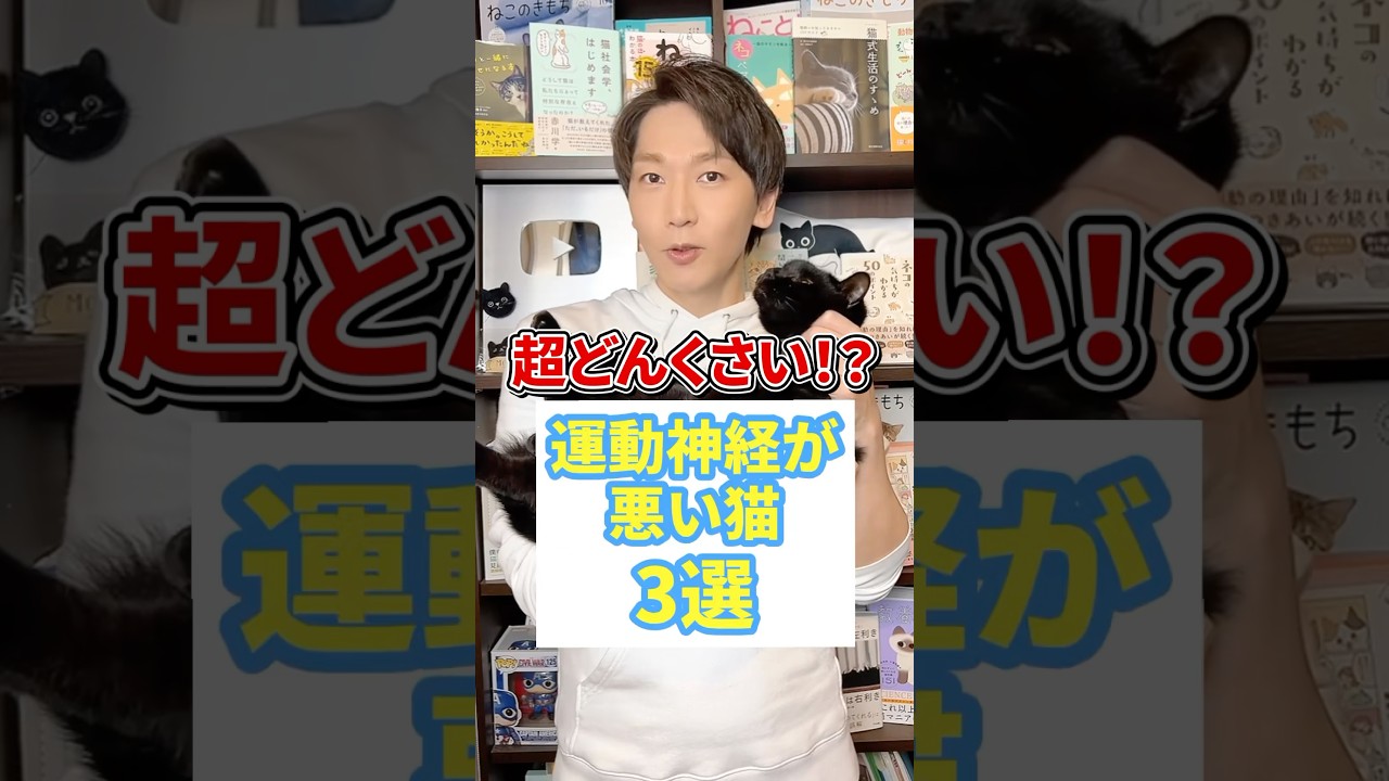 超どんくさい！？運動神経が悪い猫３選 #猫 #猫好き #ねこ