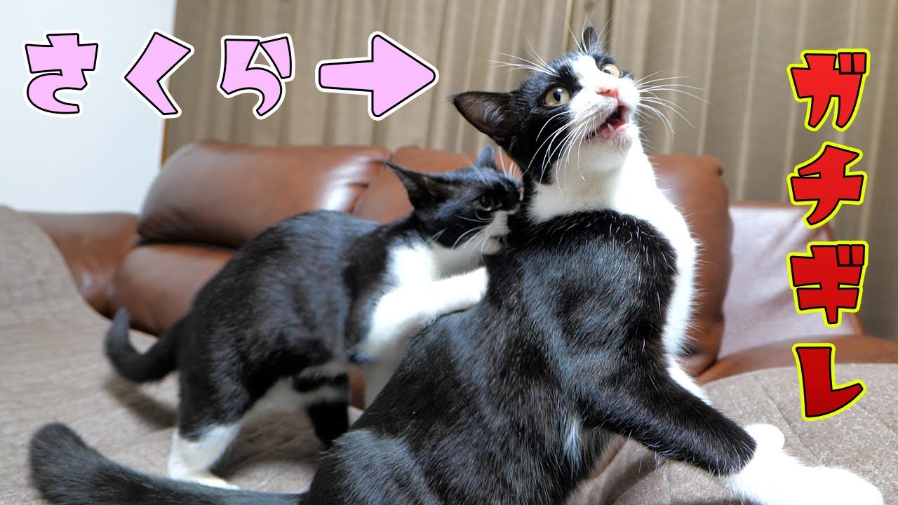 しつこく首根っこを噛み続けるあずきにさくらが初めて‥‼【仲良し子猫姉妹の成長記録】