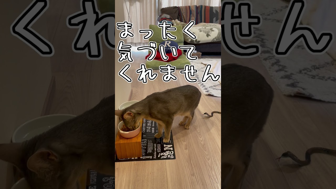 アビシニアンとは その24 #shorts #猫 #アビシニアン