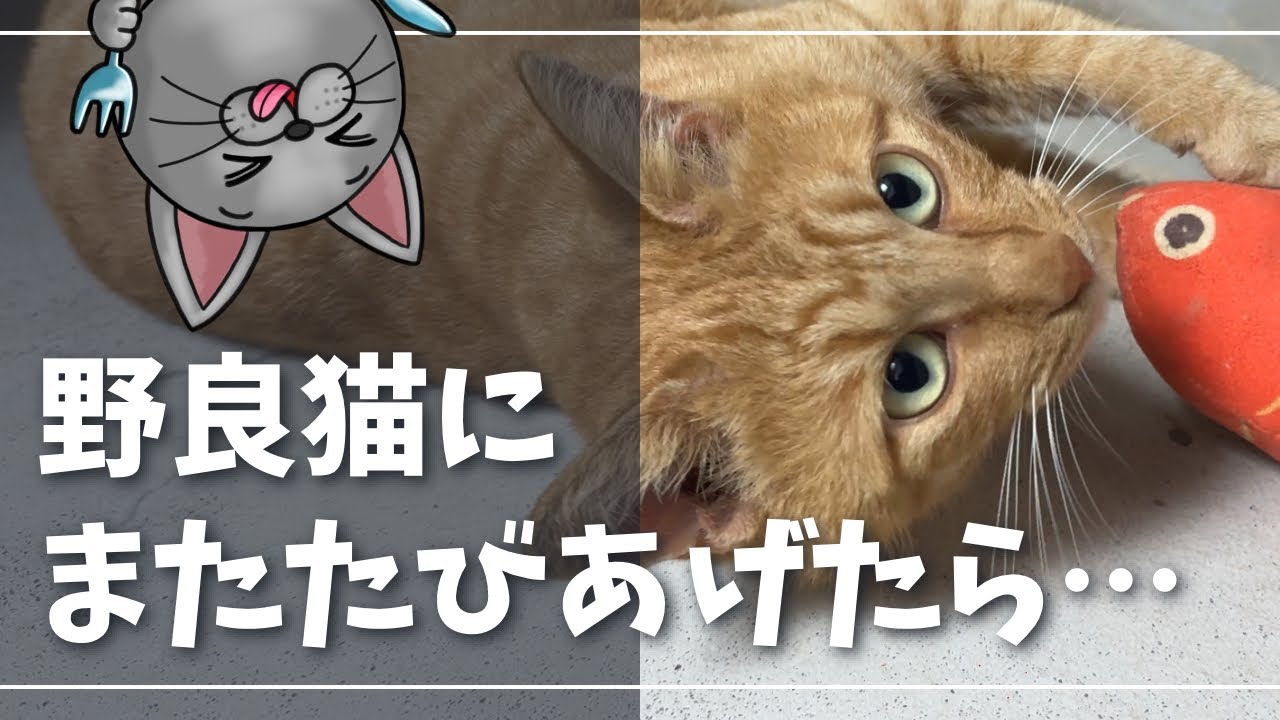 またたびへの反応がかわいすぎる野良猫【ロシアンブルー】