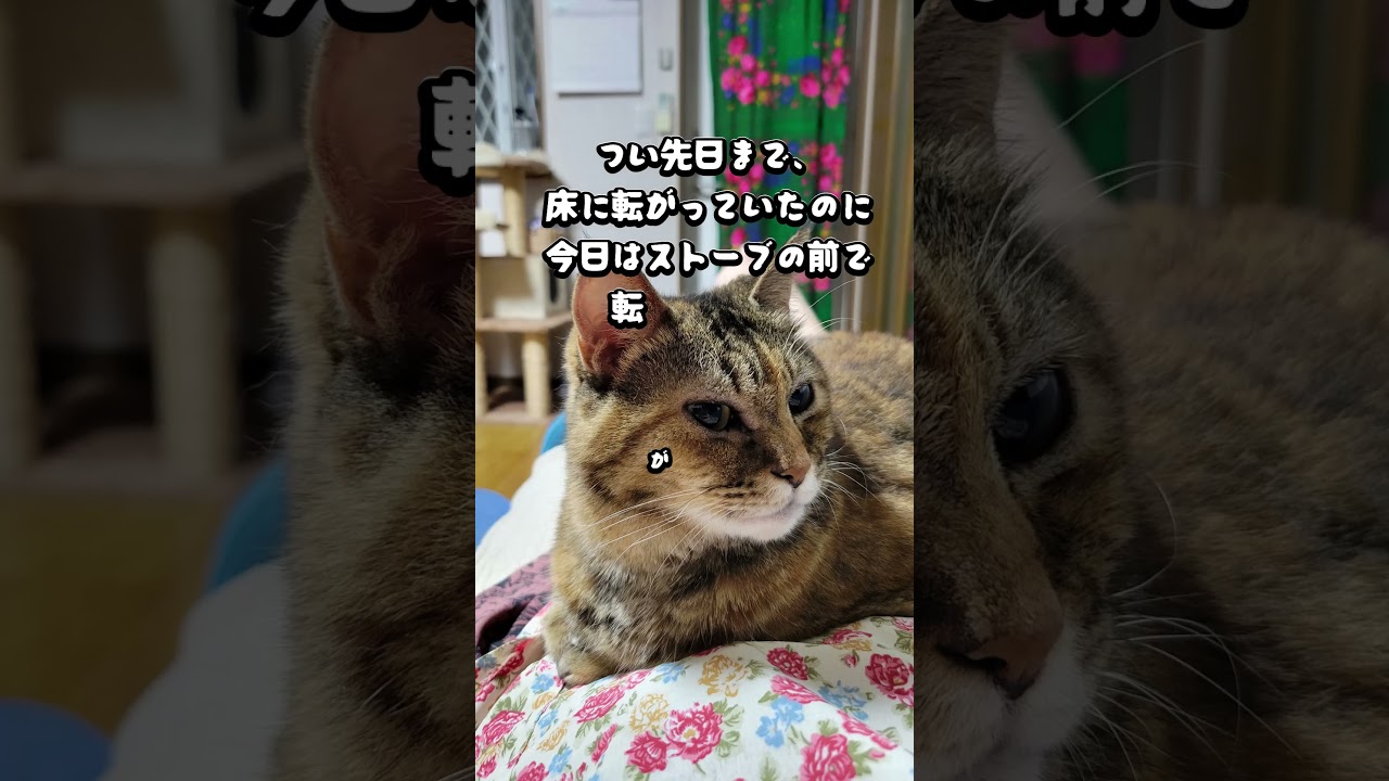 ストーブの前で転がってたニャンズ#cat #猫のいる暮らし #猫好きさんと繋がりたい