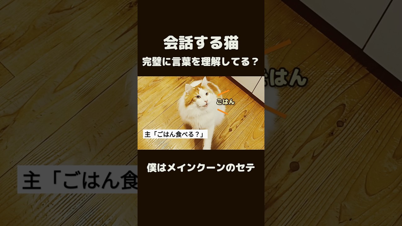 え？今喋った？ #猫 #メインクーン #しゃべる猫 #猫のいる暮らし #mainecoon #cat