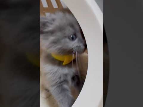 スコティッシュフォールド ブルータビーの可愛い女の子♪