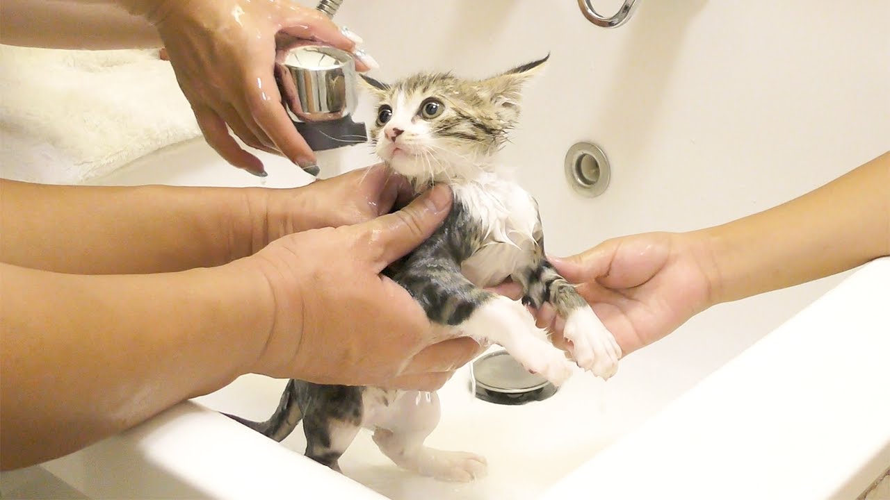 生まれて初めてお風呂に入れたら子猫がこうなっちゃいました...