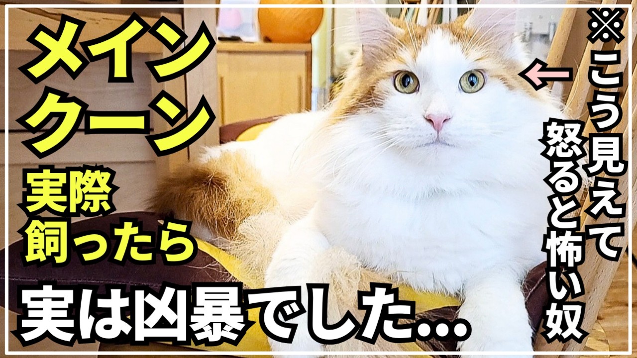 【激怒】猫に爪切りしてたらシャーシャー怒られました【大型猫メインクーン】