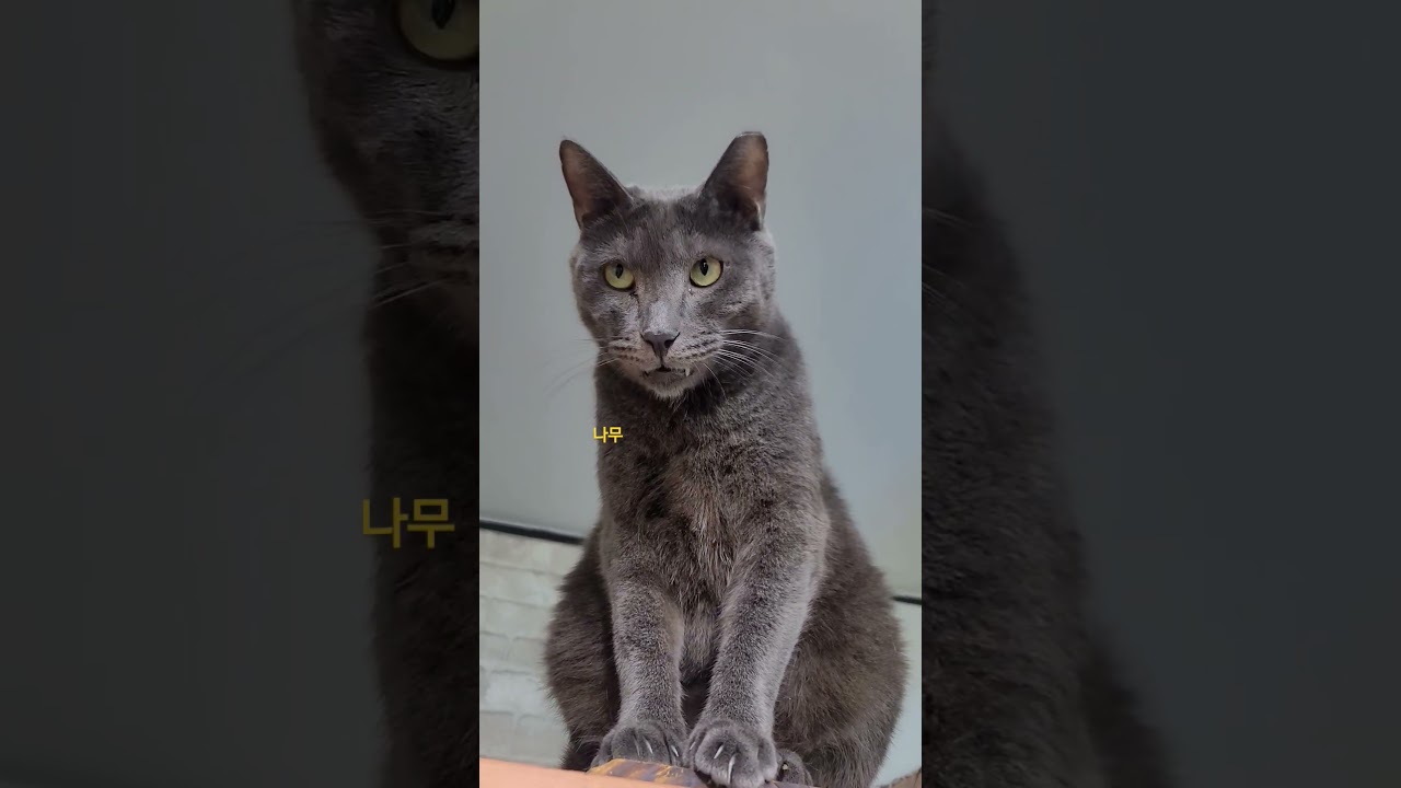 송곳니를 깍아줘야 되는 고양이🤔#치주염#언젠가발치