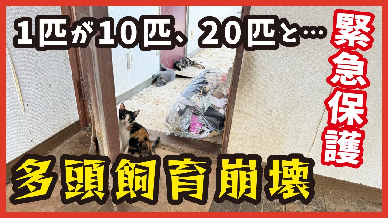 【子猫 緊急保護】多頭飼育崩壊から掴む幸せ。