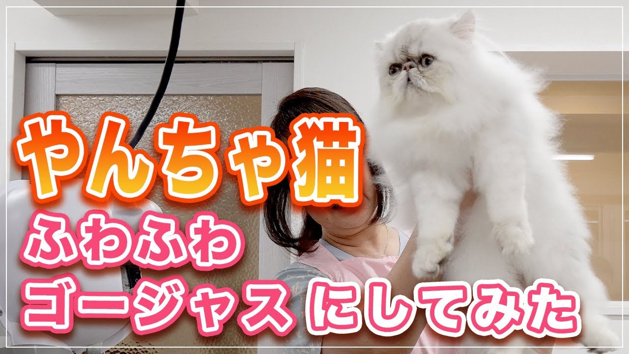 【リッツくん】超やんちゃ猫をふわふわゴージャスにしてみた【ペルシャ】