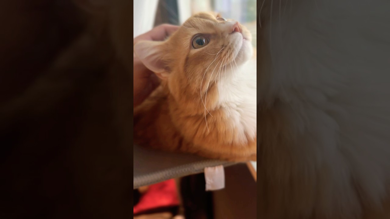 毎朝のルーティンを欠かさないヴェルくん #猫#cat#サイベリアン#Siberian#子猫#고양이#猫のいる生活
