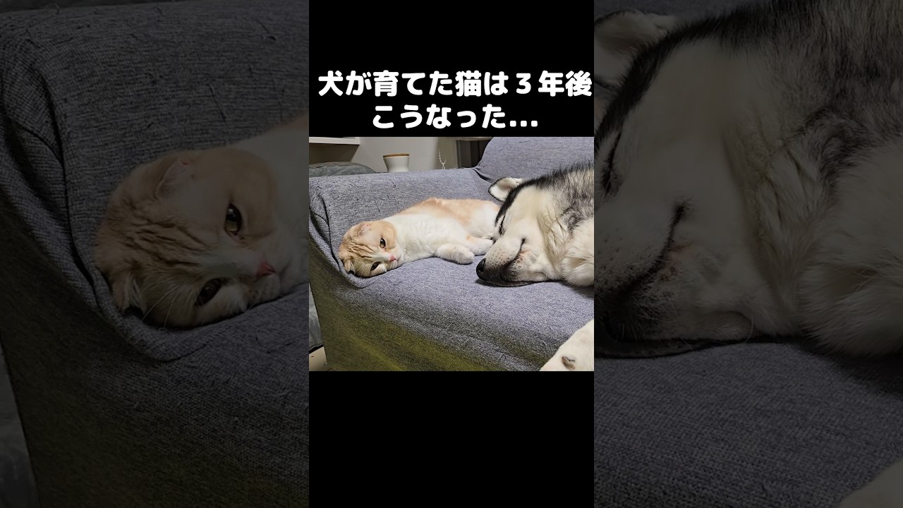 犬が育てた子猫は３年後こうなった...#猫 #シベリアンハスキー