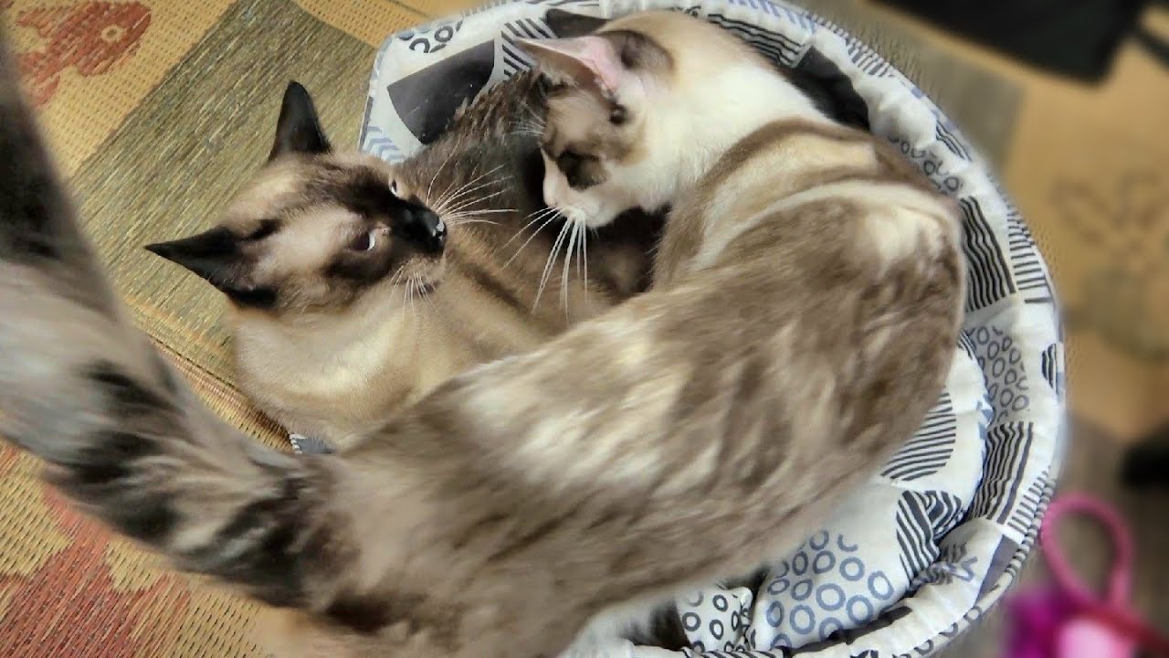 具合が悪くて寝てる姉シャム猫の元へ看病に来た優しい妹猫🚑