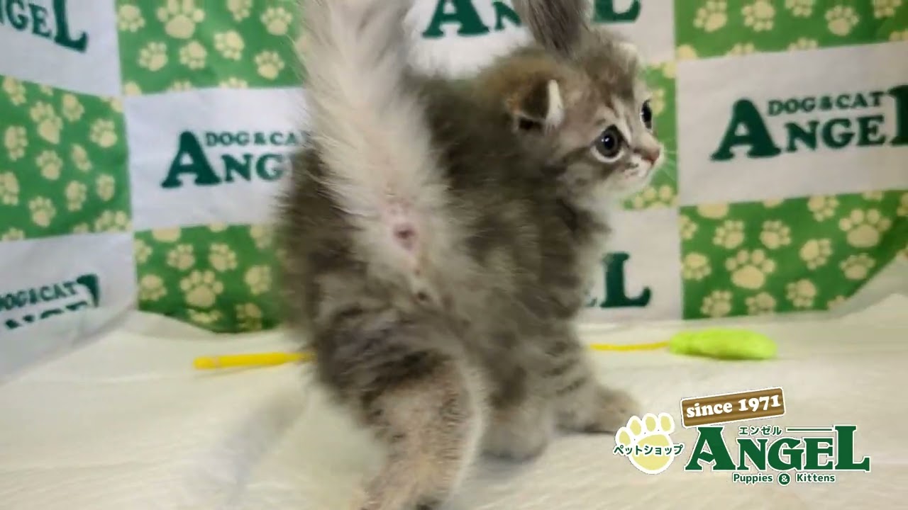 スコティッシュフォールド 2411059 【ペットショップエンゼル　子犬・子猫販売】