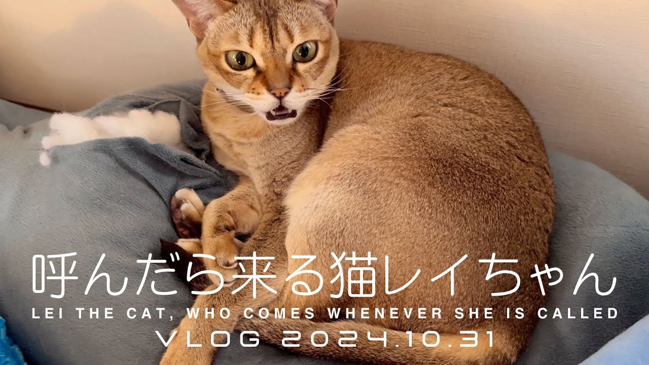 【VLOG 2024.10.31】呼んだら来る猫レイちゃん | Lei the cat, who comes whenever she is called【シンガプーラ】