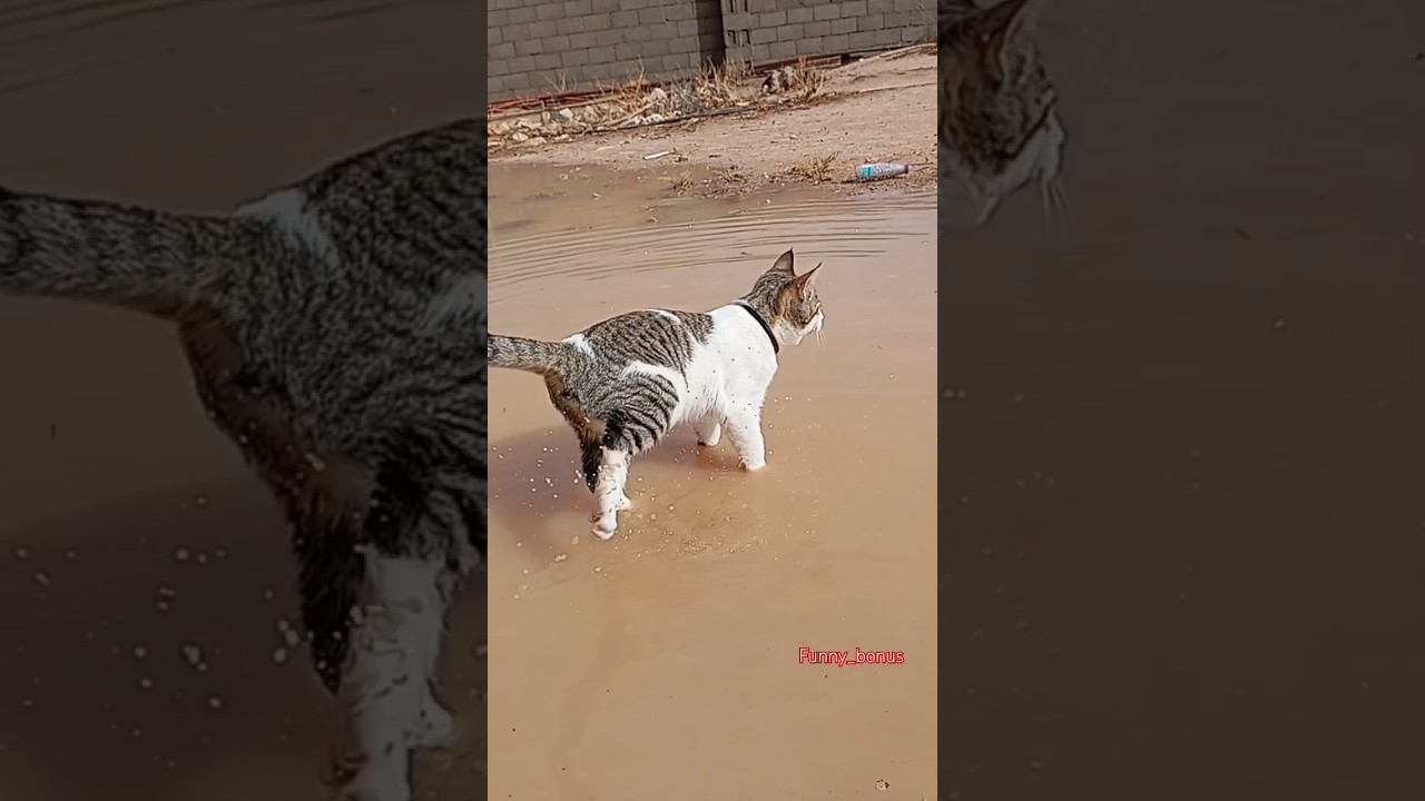 🤣 Bro Went Through the Tutorials ☠️ #fyp  #discover #video #cat