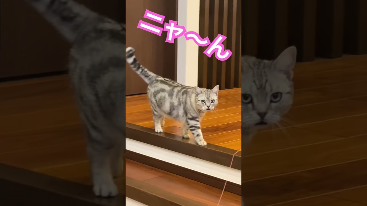 何て言ってるのかな？#アメショ#アメリカンショートヘア#可愛い猫動画