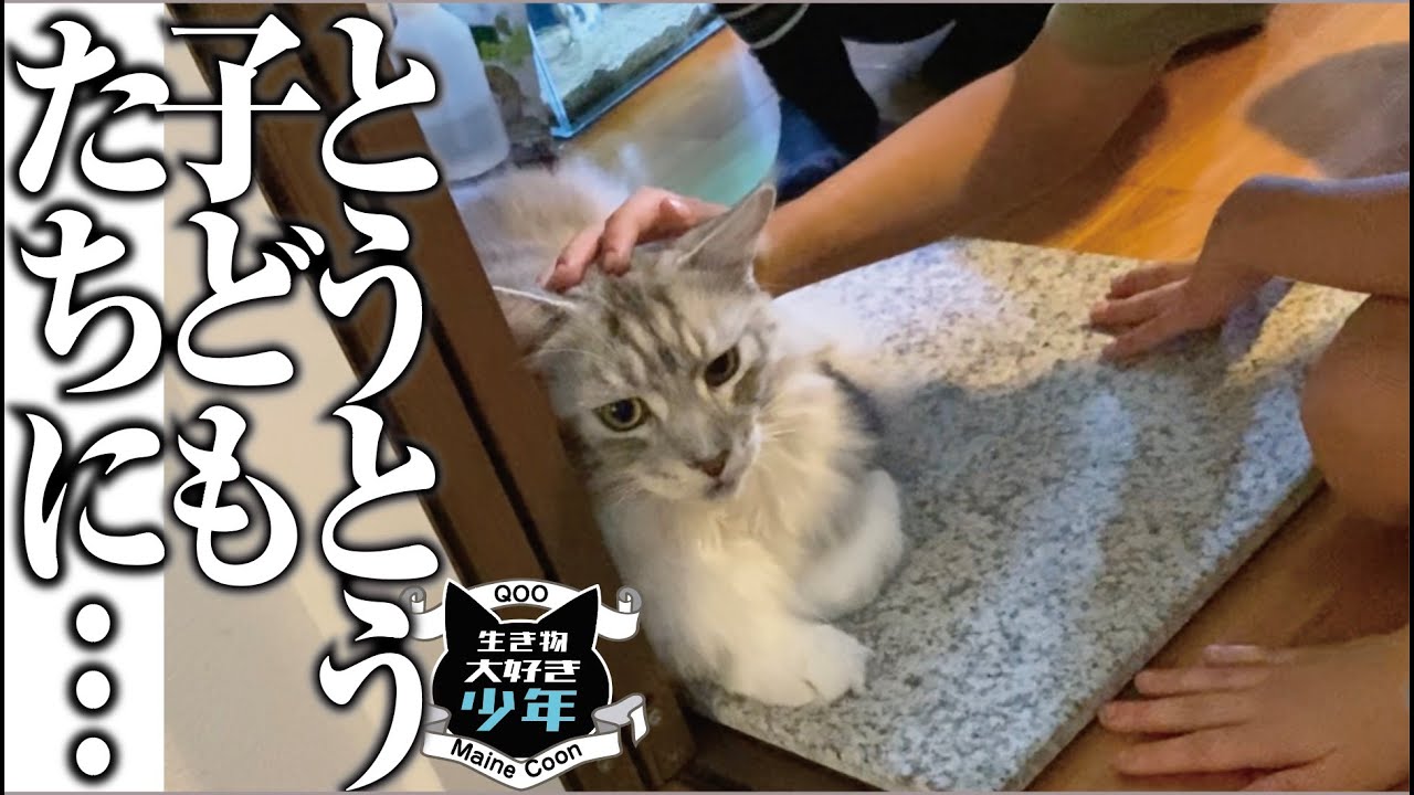 【メインクーン】子どものお客さんが苦手な大型猫に異変が！