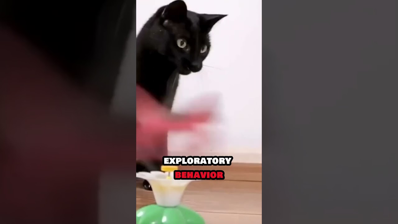 The Intelligence of Cats Unveiled!