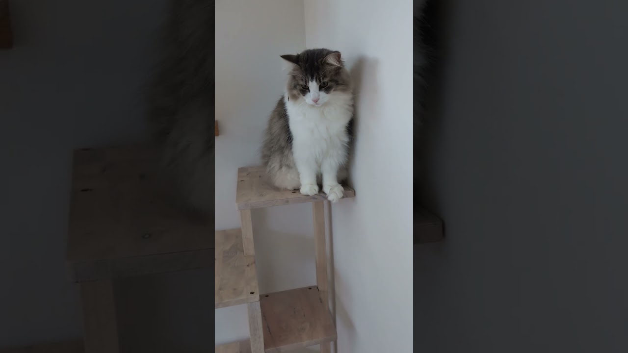 姉猫も警戒。トイレハイな猫【ノルウェージャンフォレストキャット】＃Shorts