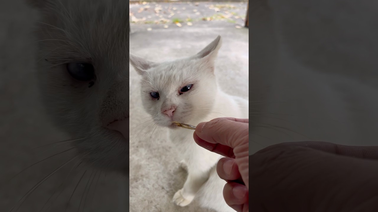 ３時のおやつタイム #愛犬 #野良猫