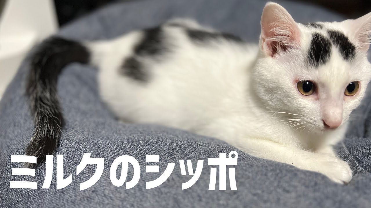 自分のシッポを見て何故か追いかけまわり、ぐるぐる大回転。