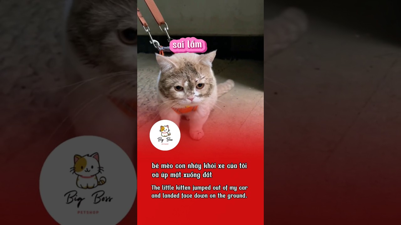 bé mèo con nhảy khỏi xe của tôi và úp mặt xuống đất #bigboss #shorts