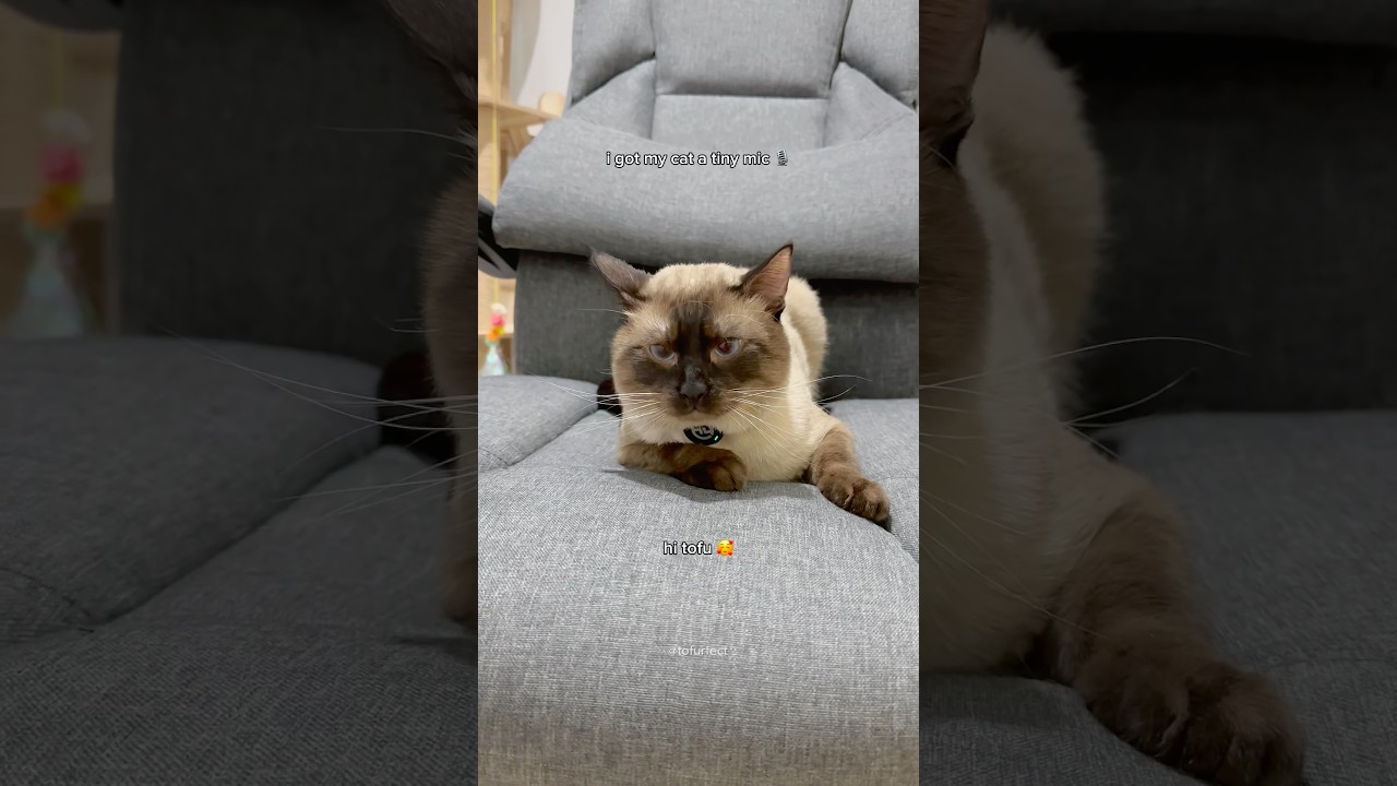 i got my cat a tiny mic: a quick interview with my cat! 🎙️ #cats #funny #cute