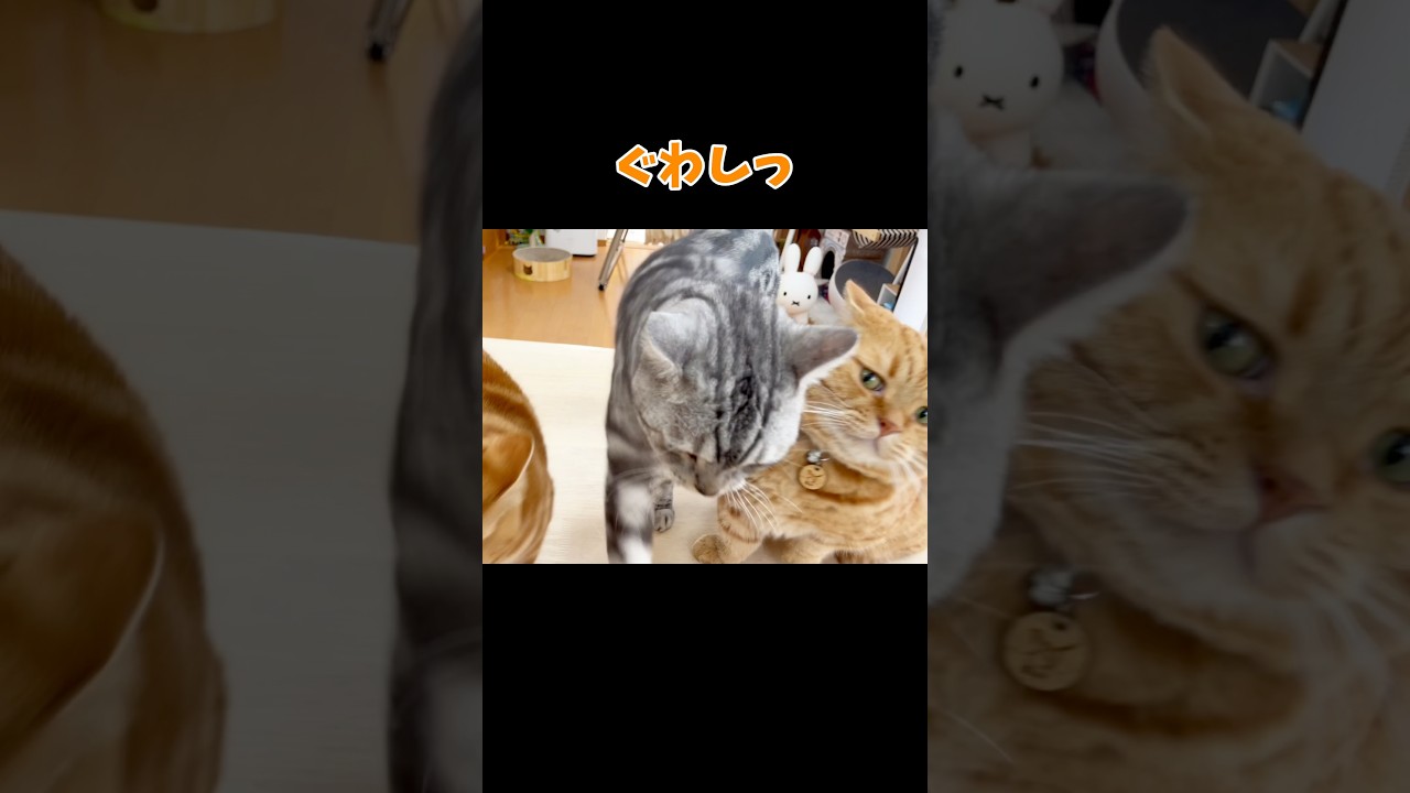息子が助走つけて頭突きしてきたのん #猫 #マンチカン #shorts