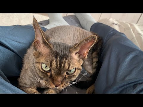 デボンレックス弟は私の脚の間でお昼寝するのが好きです(Devon Rex cat likes taking a nap between my legs)