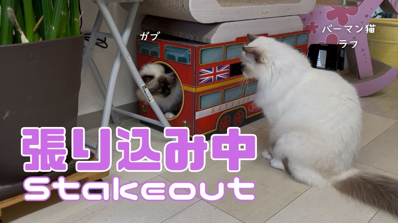 バーマン猫ラフとガブ【張り込み中】Stakeout（バーマン猫）Birman/Cat
