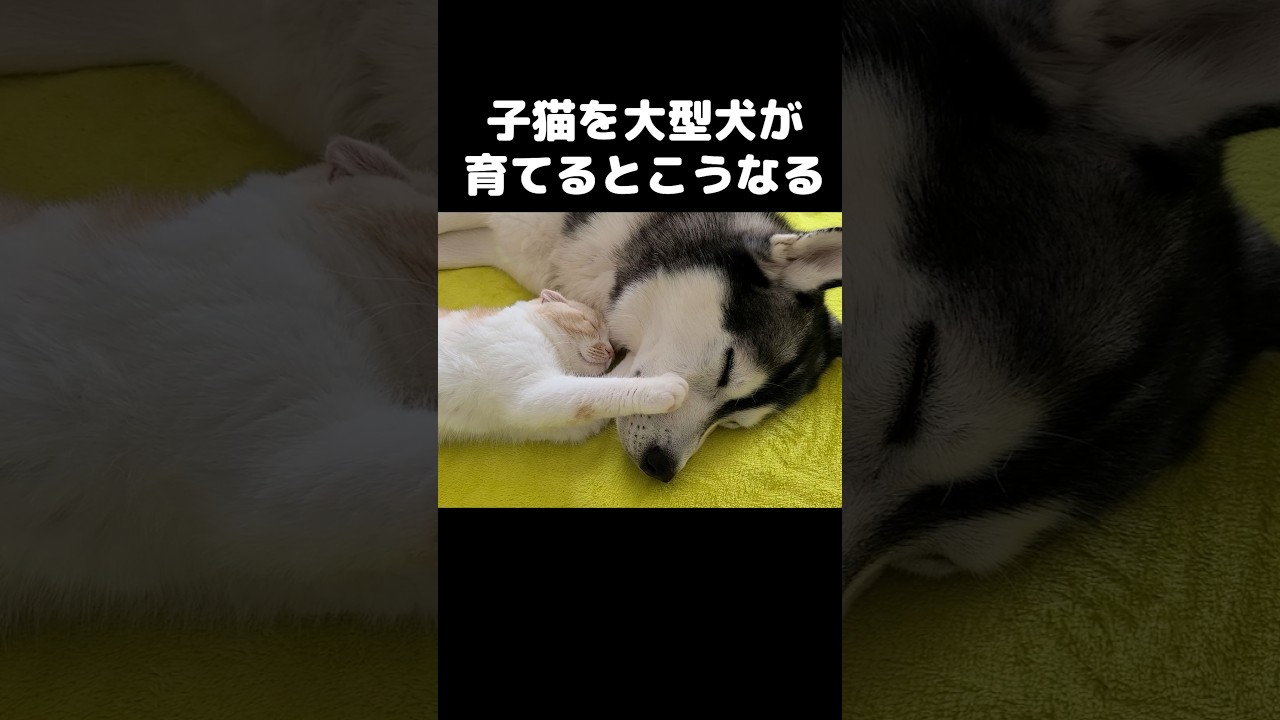 子猫を大型犬が育てるとこうなります...#猫 #犬