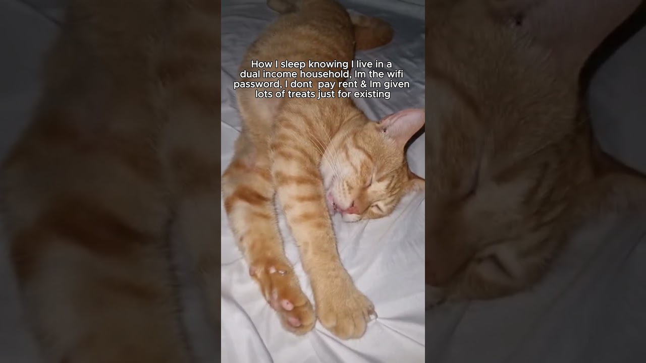 all he has to do is to exist...  #cat #cute #viralshorts