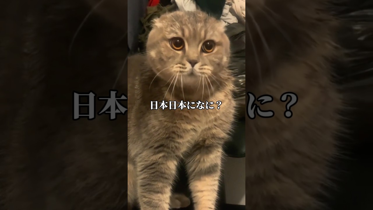 喋るネコ【※アフレコではありません】