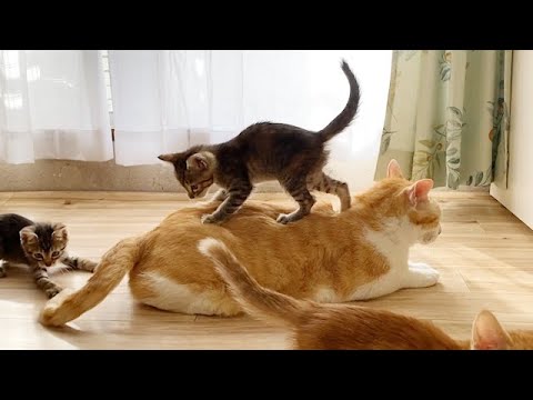 子猫に何度踏まれても動じない先住猫