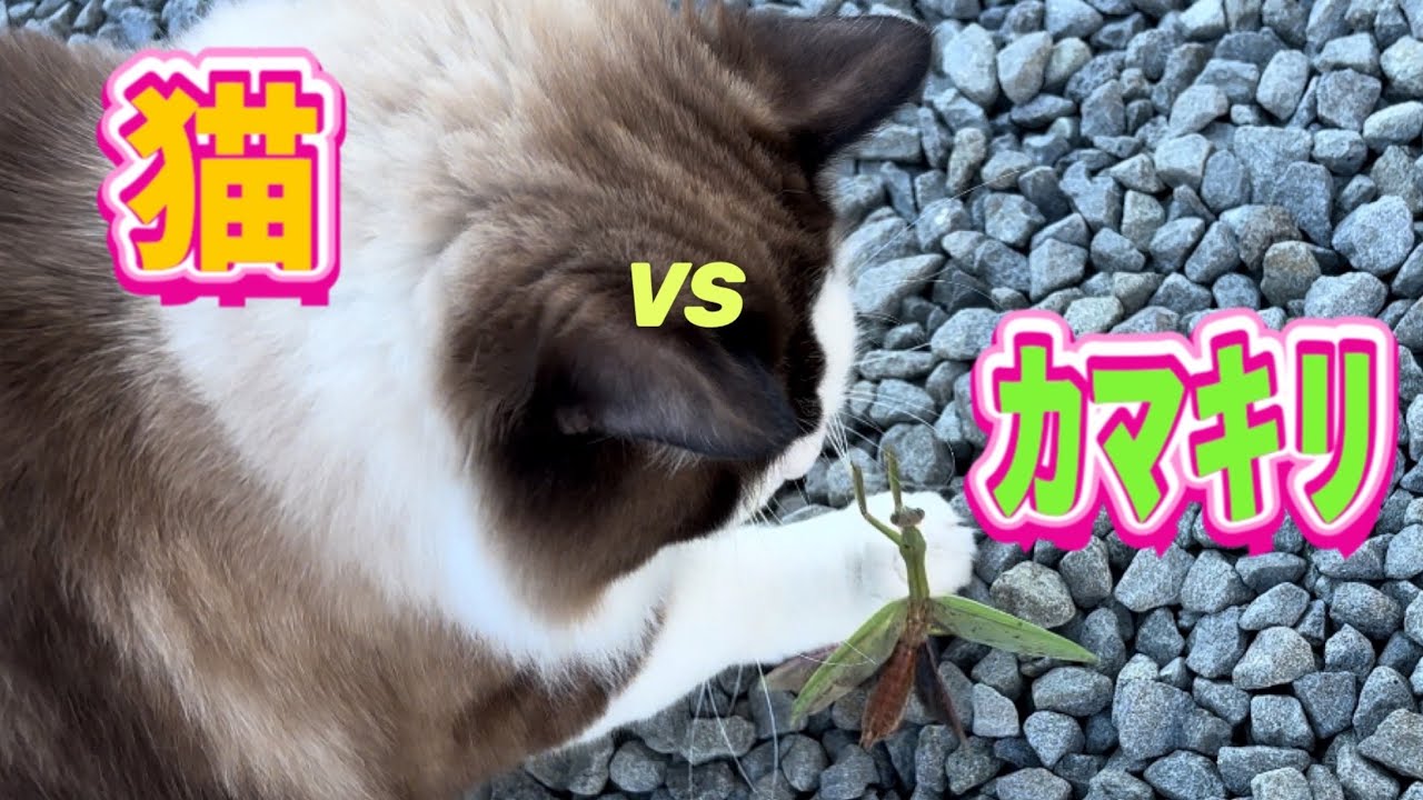 【でぶ猫】破天荒ラグドールがまた派手にやらかしてくれました😈