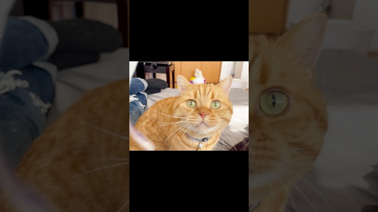 茶々くんとゲーム #猫 #マンチカン #shorts