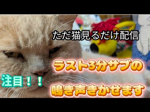 ただ猫を見るだけ配信　ラスト3分サブの鳴き声きかせます！！