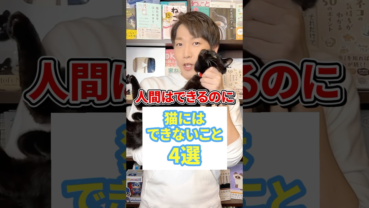 人間はできるのに猫にはできないこと4選 #猫 #猫のいる暮らし #ねこ