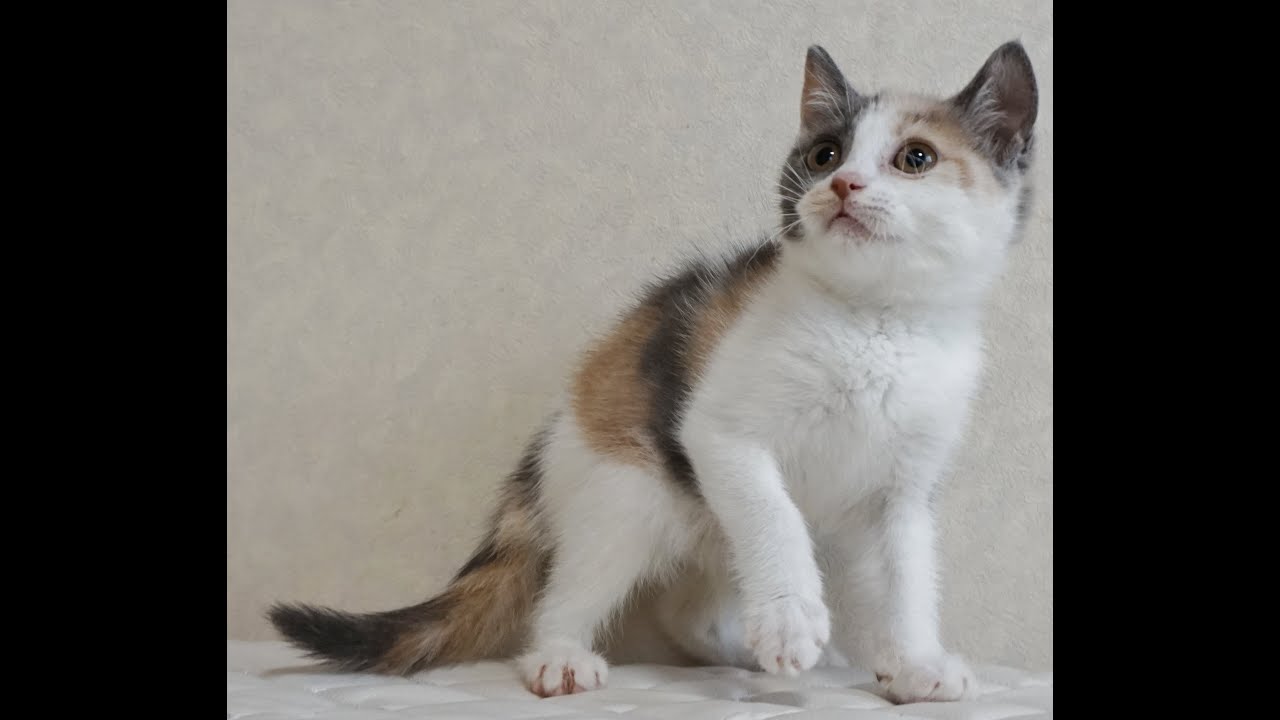 ブリティッシュショートヘアー子猫　British Shorthair　2024.8.3産まれ　ダイリュートキャリコ　女の子　シーダキャット猫のお店
